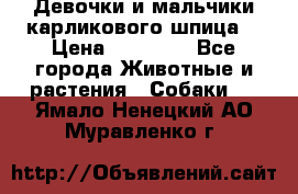 Девочки и мальчики карликового шпица  › Цена ­ 20 000 - Все города Животные и растения » Собаки   . Ямало-Ненецкий АО,Муравленко г.